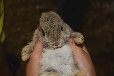 Baby Bunny Being Held Stock Photos Free And Royalty Free Stock Photos