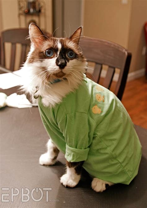 Now cut off the onesie feet so, yeah, just to be safe i recommend taking the onesie off your cat for a few hours, at least once a day. EPBOT: Quick & Easy DIY Cat Onesie (For Over-Grooming Kitties)