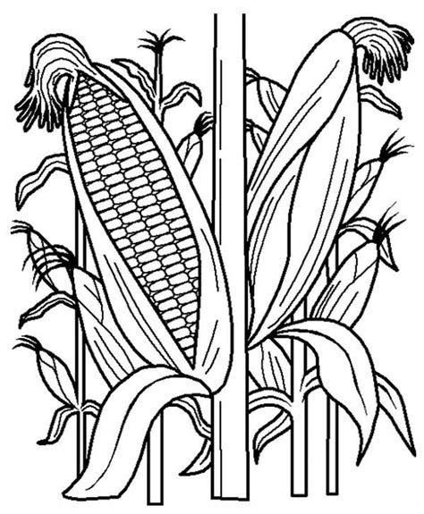 Corn Stalk Coloring Pages Coloring Home