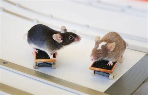 Makes a great christmas present for your skater kids (or grandkids). 59 best Animals on Skateboards images on Pinterest ...