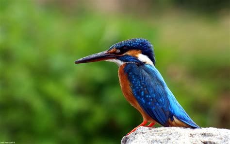 3840x2400 Kingfisher Bird 4k Hd 4k Wallpapers Images Backgrounds