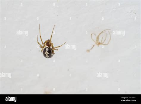 Triangulate Cobweb Spider Steatoda Triangulosa On Her Web Stock Photo