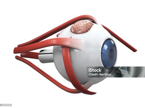Human Eye Dissection Anatomy Stock Photo Download Image Now Cornea