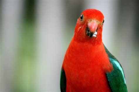 King Parrot Red Bird Close Up Free Image Download