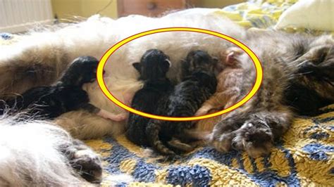 Pregnant Cat Gives Birth To Strange Colored Kittens Leaving Her