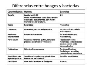 Cuadros Comparativos Entre Hongos Y Bacterias Cuadro Comparativo