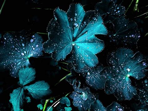 Blue Flower And Rain Drops Background For Powerpoint Minimalist