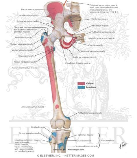 Bony Attachments Of Muscles Of Hip And Thigh Anterior View