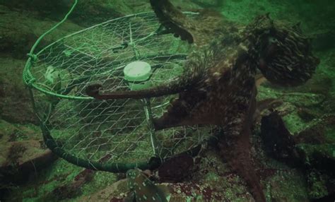 Watch This Devious Octopus Break Into A Fishermans Trap To Steal Crabs