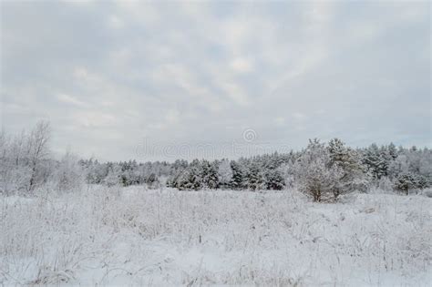 Winter Rural Scene With Snow And White Fields Stock Photo Image Of