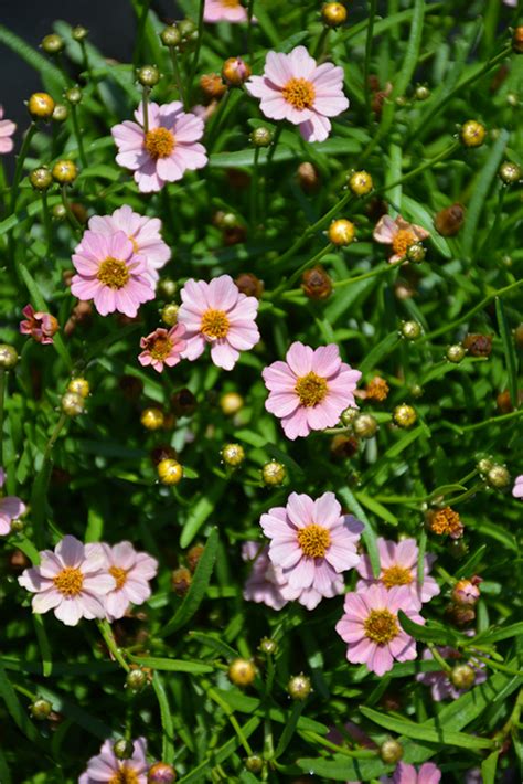 Twinklebells Pink Tickseed Coreopsis Rosea Uritw02 In Detroit Ann