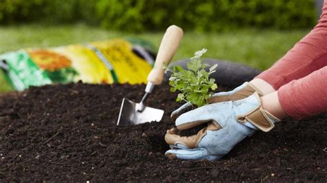 How To Warm Garden Soil Up For Early Planting Haute Life Hub