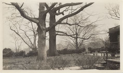Oak Trees — Dumbarton Oaks