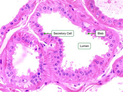 Histology Of Skin Lab