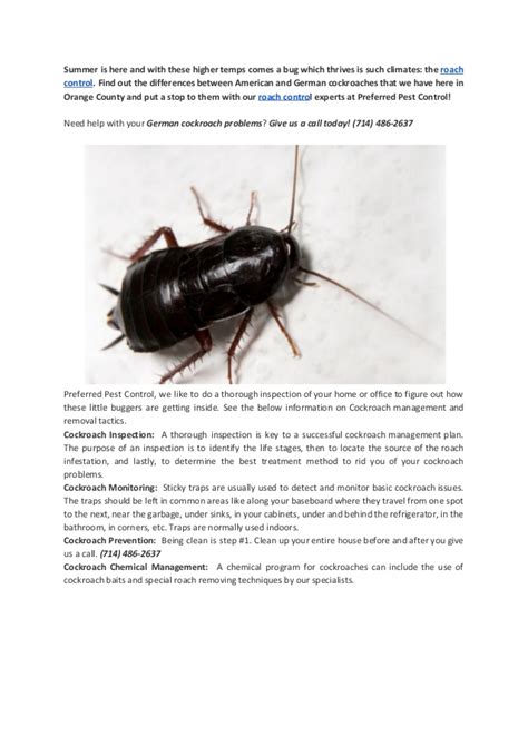Roach Control Your Friend For Roach Control In Orange County