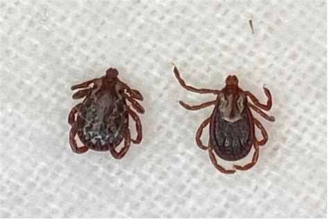 Missouri Ticks And Tick Borne Pathogen Surveillance