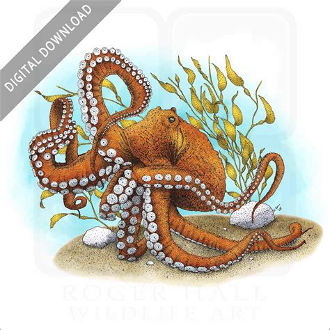 Stock Art Drawing Of A Larger Pacific Striped Octopus Inkart
