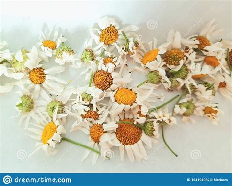 Dry Chamomile Flowers For Tea Organic Healthy Tea Stock Photo Image