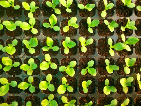 Revelaremos cuanto es el tiempo exacto en que un árbol de papaya pueda germinar, cuanto es el tiempo de vida de una plata de papaya y cuando empieza a dar sus primeros frutos. 7 Plantas fáciles de cultivar por semilla