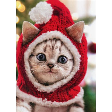 Avanti Press Kitten Wearing Red Knit Santa Hat Cute Cat Christmas Card