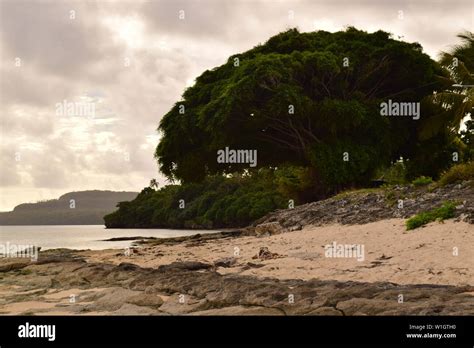 A Large Tree At A Beach In Vavau Islands Tonga Stock Photo Alamy