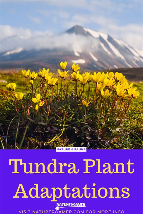 Adaptations Of Tundra Plants Thriving In The Arctic Plant