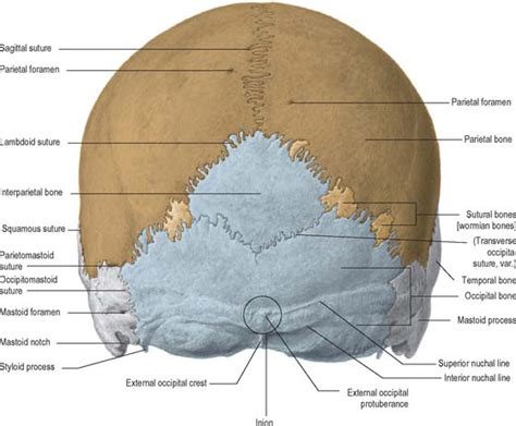 In young skulls the suture line between the os incisivum and the maxilla, may be visible, extending from the posterior part of the incisive fossa to the septum between the sockets of the lateral incisor and canine teeth. Occipital bone sutures