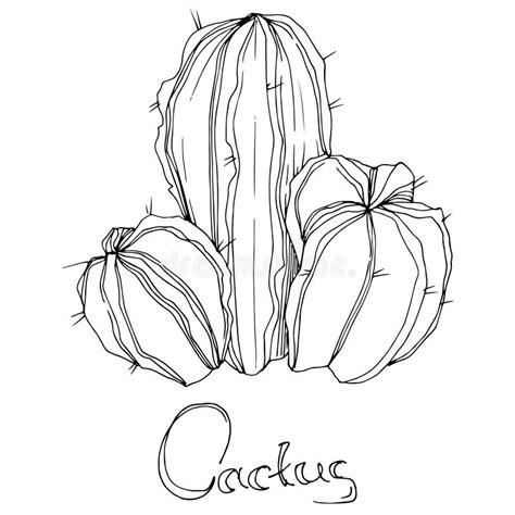 Vector Cactus Floral Botanical Flower Black And White Engraved Ink