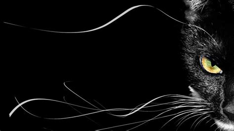 Black Cat Pc Wallpapers Top Free Black Cat Pc Backgrounds