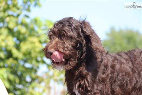 Labradoodle litter of puppies for sale near florida, the villages, usa. Labradoodle puppy for sale near Memphis, Tennessee ...