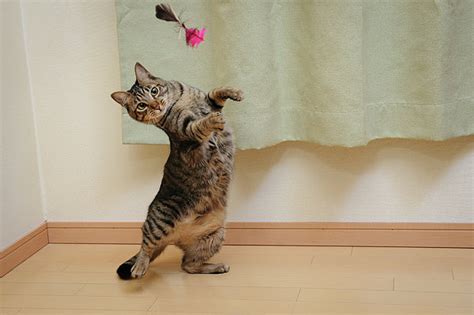 Cat Swing Greeting Card By Akimasa Harada