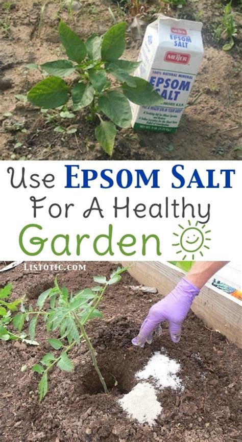 Healthy Garden Using Epsom Salt Pictures Photos And Images For