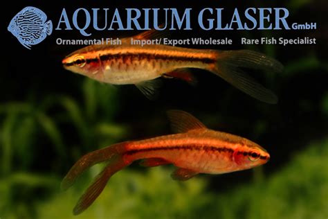 Cherry Barb Aquarium Glaser GmbH