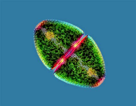 Olympus Bioscapes Digital Imaging Competition Microscopic Images Time