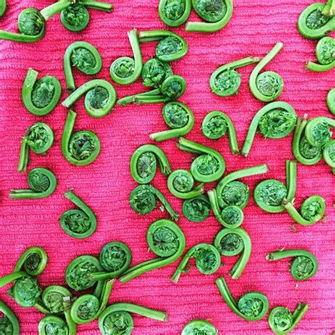 Whats A Fiddlehead Fiddleheads Or Fiddlehead Greens Are The Furled