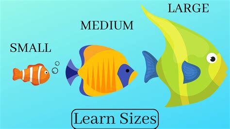 Learn And Compare Sizes Small Medium Large For Kids Youtube