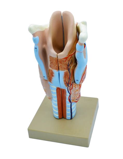 Eisco Human Larynx Model Three Parts Human Larynx Model Three Parts