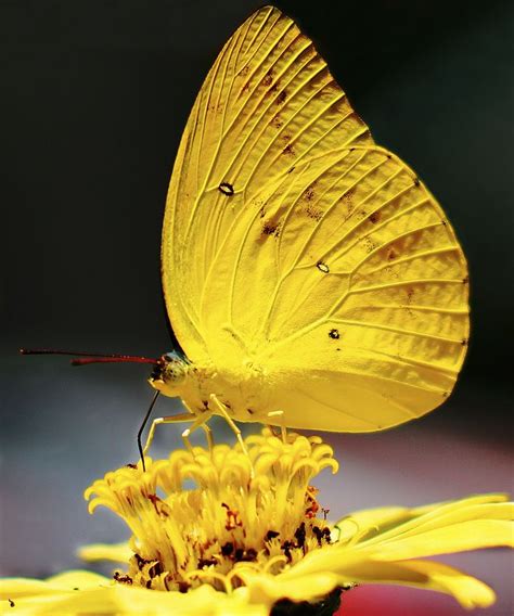 Yellow Beautiful Butterflies Yellow Butterfly Colorful Butterflies