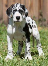 These gentle giants are charming, affectionate, and. Full Euorpean Great Dane Puppies - Full European Great ...