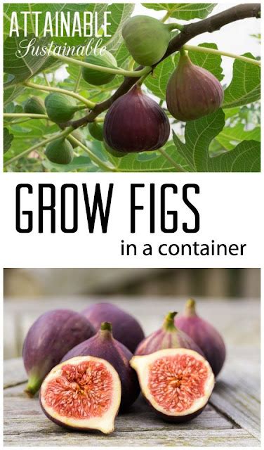 How To Grow Fig Tree At Home A Growing Guide Everything About Garden