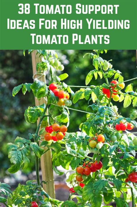 38 Tomato Support Ideas For High Yielding Tomato Plants Garden Plants