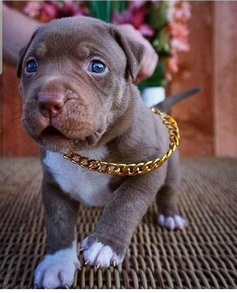 Pupy Dog Pitbull Dog Puppy Cute Puppies Pitbull Puppies