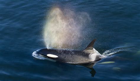 2021 Was A Record Year For Orca And Humpback Sightings In Salish Sea
