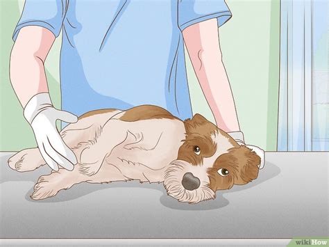 How To Treat Hemorrhagic Gastroenteritis In Dogs