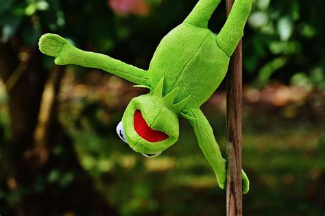 Kermit The Frog 1080p 2k 4k 5k Hd Wallpapers Free Download