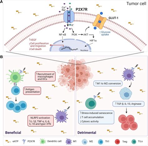 Frontiers The P2x7 Receptor In Tumor Immunity