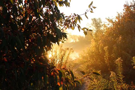 Foggy Sunrise Smithsonian Photo Contest Smithsonian Magazine