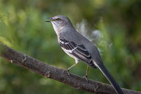 Are Mockingbirds Life Long Learners What Is A Bird Photos Of The