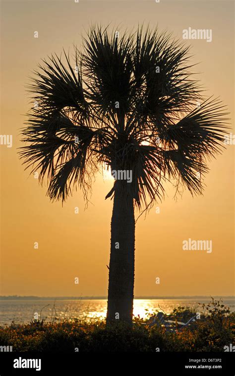 A Palmetto Tree Is Silhouetted At Sunset Along A Beach Near Charleston