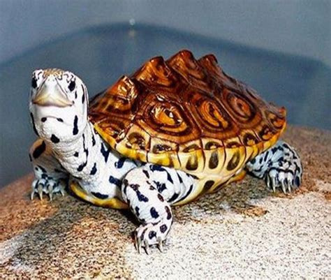 Alligator snapping turtles live about 50 years. Moaning: Turtles.